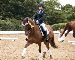 dressage horse Alasso K (German Riding Pony, 2008, from Argon)