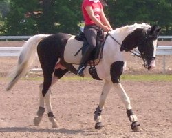 Deckhengst Eurolines (Pinto/Hunter, 1993, von Zuidhorn)