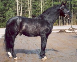 stallion Weltcup 78 FIN (Hanoverian, 1976, from Wendekreis)