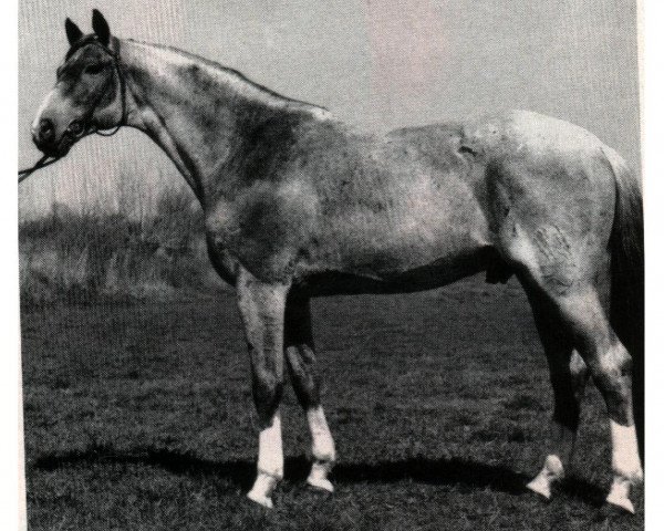 stallion Bukephalos (Trakehner, 1979, from Insterfeuer)