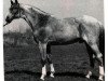 stallion Bukephalos (Trakehner, 1979, from Insterfeuer)