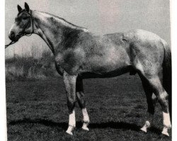 Deckhengst Bukephalos (Trakehner, 1979, von Insterfeuer)