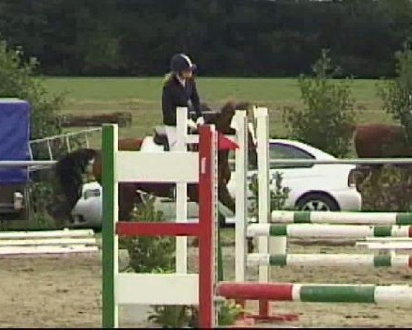 Springpferd Vinci 4 (Deutsches Reitpony, 1998, von Varus)