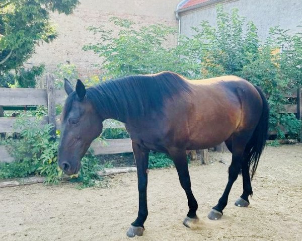 Pferd Euphoria (Amerikanischer Traber, 2012, von Mr Lavec KD292 (US))