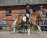 stallion Stallone WE (Haflinger, 2017, from Stano)