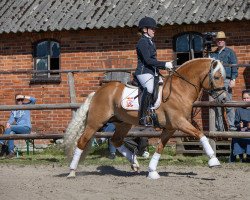 Deckhengst Stallone WE (Haflinger, 2017, von Stano)