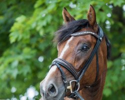 dressage horse Zouel B (Rhinelander, 2018, from Zoom)