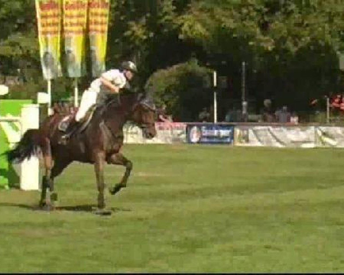 Springpferd Commander 17 (Holsteiner, 2002, von Coronado I)