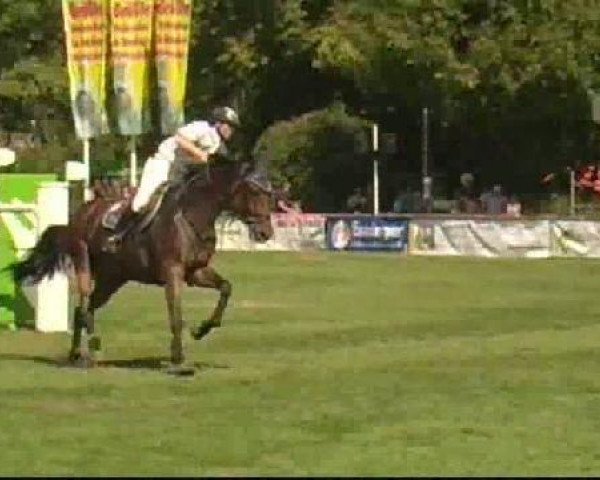 jumper Commander 17 (Holsteiner, 2002, from Coronado I)