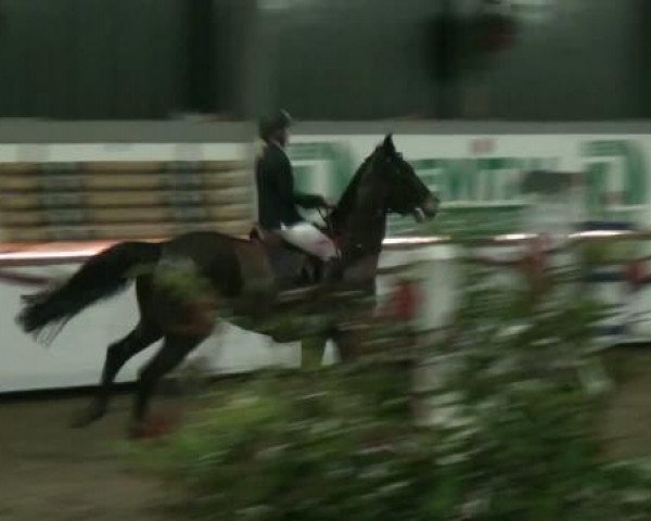 Springpferd Well Done (Holsteiner, 2006, von Nekton)