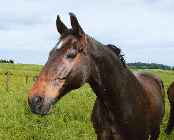 horse Duke K (Zweibrücken, 1996, from Donnerschlag)