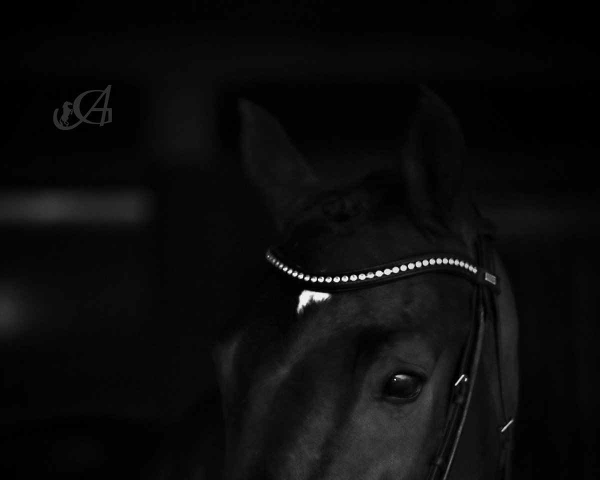 dressage horse Valerio 30 (Westphalian, 2016, from Veneno)