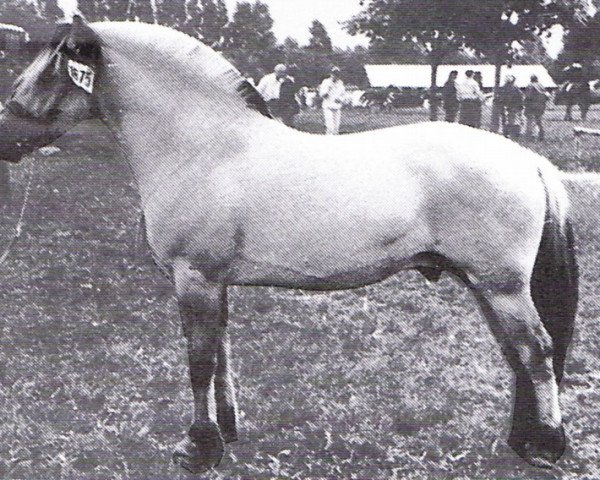 Deckhengst Plutonikk (Fjordpferd, 1980, von Pluto N.1831)