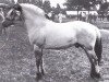 stallion Plutonikk (Fjord Horse, 1980, from Pluto N.1831)