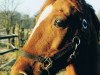 broodmare Doraja (German Riding Pony, 1983, from Nehros ox)
