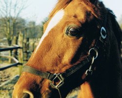 broodmare Doraja (German Riding Pony, 1983, from Nehros ox)