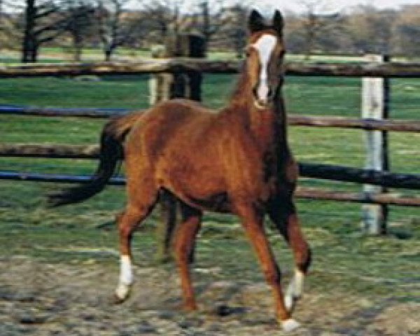 broodmare Daiquiri (German Riding Pony, 2000, from Brillant)