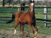 broodmare Daiquiri (German Riding Pony, 2000, from Brillant)