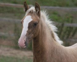 horse Treliver Magnolia (British Sport Horse, 2010, from McJonnas)