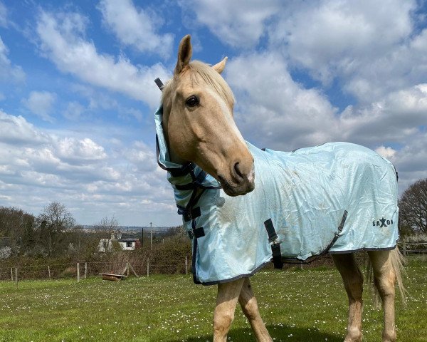 horse My Boy Barnabus (British Sport Horse, 2011, from McJonnas)