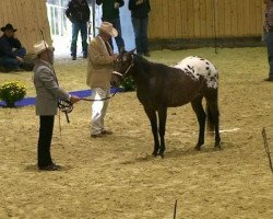 horse Peppy's Indian Kiss (Appaloosa, 2009, from Magic Kiss)