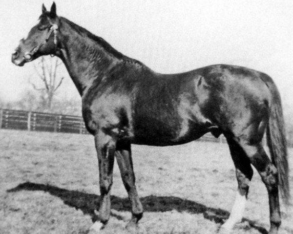stallion Pennant xx (Thoroughbred, 1911, from Peter Pan xx)