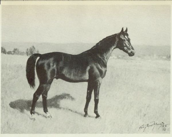 stallion Halcyon xx (Thoroughbred, 1928, from Broomstick xx)