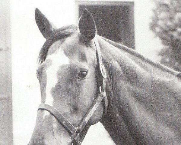 Zuchtstute Brown Berry (Englisches Vollblut, 1960, von Mount Marcy xx)