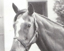 broodmare Brown Berry (Thoroughbred, 1960, from Mount Marcy xx)