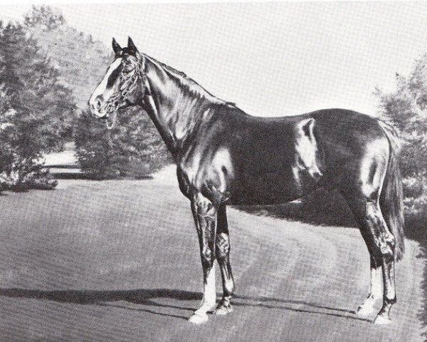 stallion Mr. Trouble xx (Thoroughbred, 1947, from Mahmoud xx)