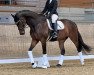 dressage horse Chris 56 (Oldenburg, 2010, from Christ)