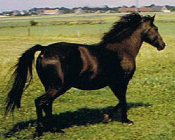 Zuchtstute Doria (New-Forest-Pony, 1978, von Goudse Hout Lightning Lord)
