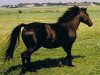 broodmare Doria (New Forest Pony, 1978, from Goudse Hout Lightning Lord)