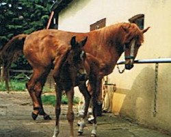 broodmare Dina (German Riding Pony, 1982, from Nehros ox)