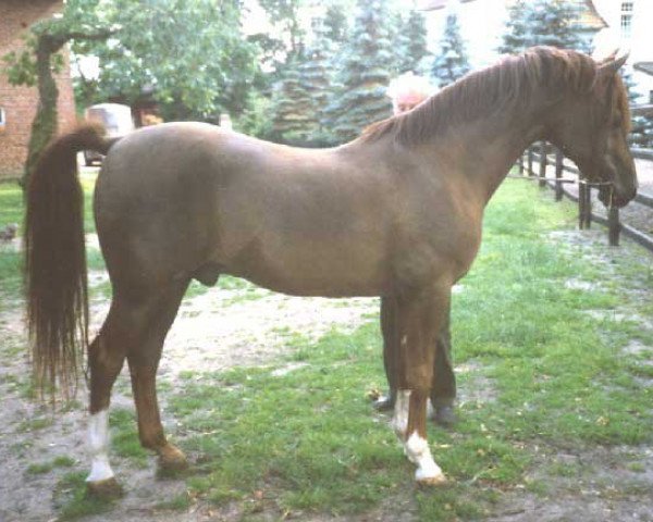 horse Nehros ox (Arabian thoroughbred, 1968, from Zehros ox)