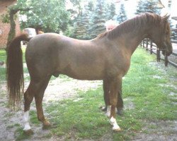 stallion Nehros ox (Arabian thoroughbred, 1968, from Zehros ox)