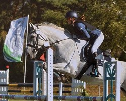 jumper Pauldary's Rominka (anglo european sporthorse, 2010, from Pauldary's Romeo)