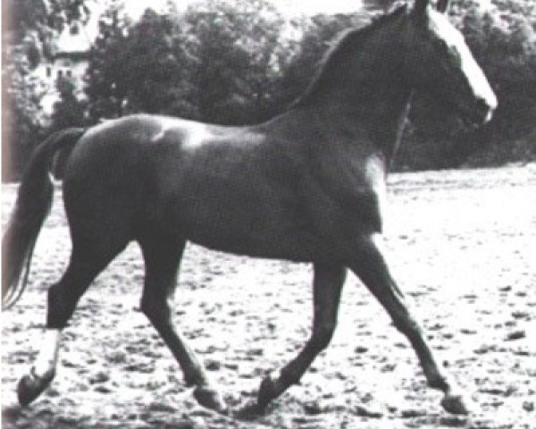 horse Duellant (Hanoverian, 1943, from Dolman)