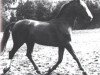 Pferd Duellant (Hannoveraner, 1943, von Dolman)
