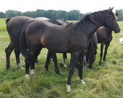 dressage horse Captain Picard (Oldenburg, 2021, from Christ)