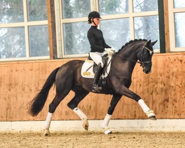 stallion Santos (Oldenburg, 2018, from Secret)