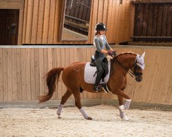 dressage horse Magical Gentleman (German Riding Pony, 2008, from Genesis B)