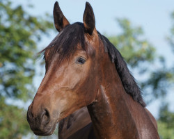 dressage horse Leopold S (Hanoverian, 2020, from La Vie)