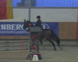 jumper Nimmerland (KWPN (Royal Dutch Sporthorse), 1995, from Holland)