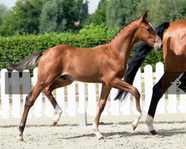 Springpferd Bowie (Westfale, 2020, von Bellini Royal)