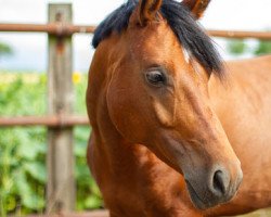 dressage horse Korax Titok (unknown, 2013)