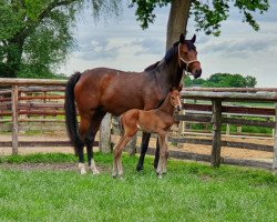 broodmare Janessa (Holsteiner, 2016, from Dinken)