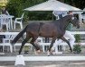 broodmare Minerva Rosalie (German Riding Pony, 2019, from Rob Roy van Het Klavertje)