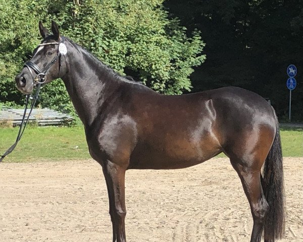 broodmare Minerva Rosalie (German Riding Pony, 2019, from Rob Roy van Het Klavertje)