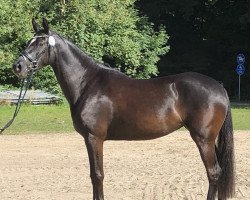 broodmare Minerva Rosalie (German Riding Pony, 2019, from Rob Roy van Het Klavertje)